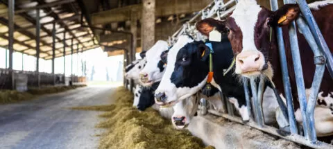 Concrete for farms | EasyMix Concrete