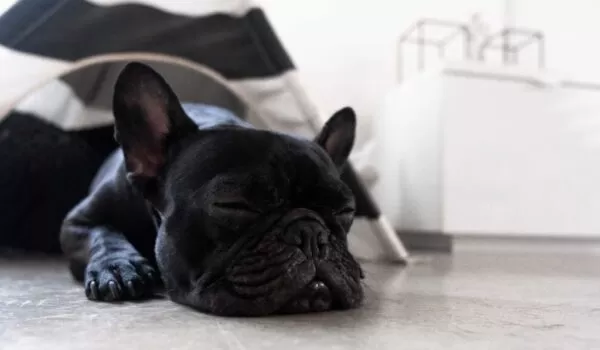Pet-friendly concrete flooring | EasyMix Concrete 
