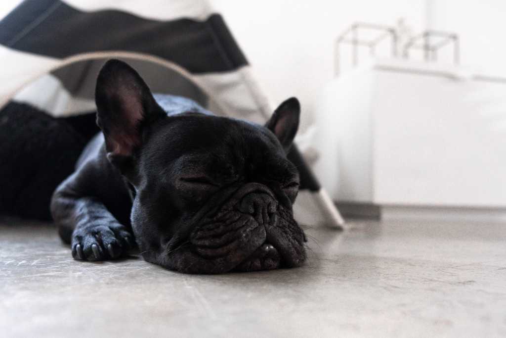 Dog asleep on pet-friendly concrete floor | EasyMix Concrete